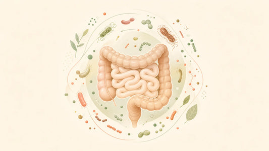 Illustration conceptuelle du microbiote intestinal et du métabolisme