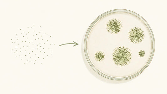Illustration conceptuelle de micro-organismes formant des colonies distinctes