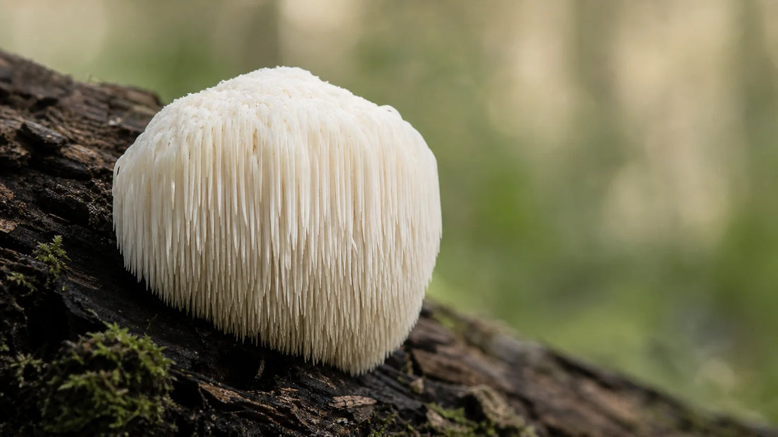 Gros plan d’un champignon lion's mane blanc sur du bois