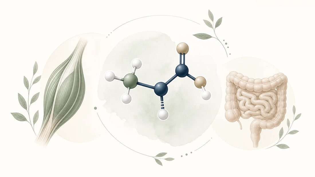 Illustration éditoriale présentant la glutamine et ses rôles dans l’organisme