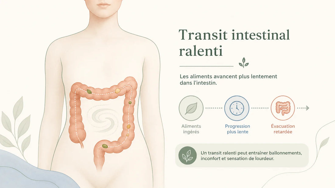 Illustration pédagogique d’un transit intestinal ralenti