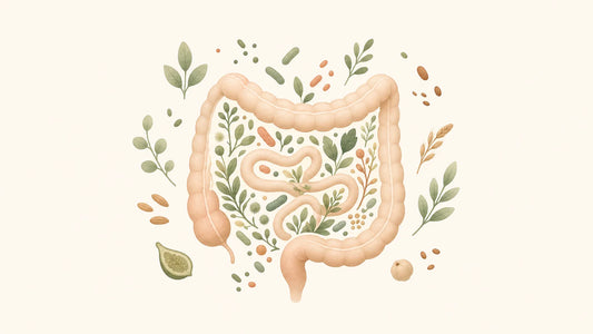 Illustration d’un microbiote intestinal équilibré comme un écosystème vivant